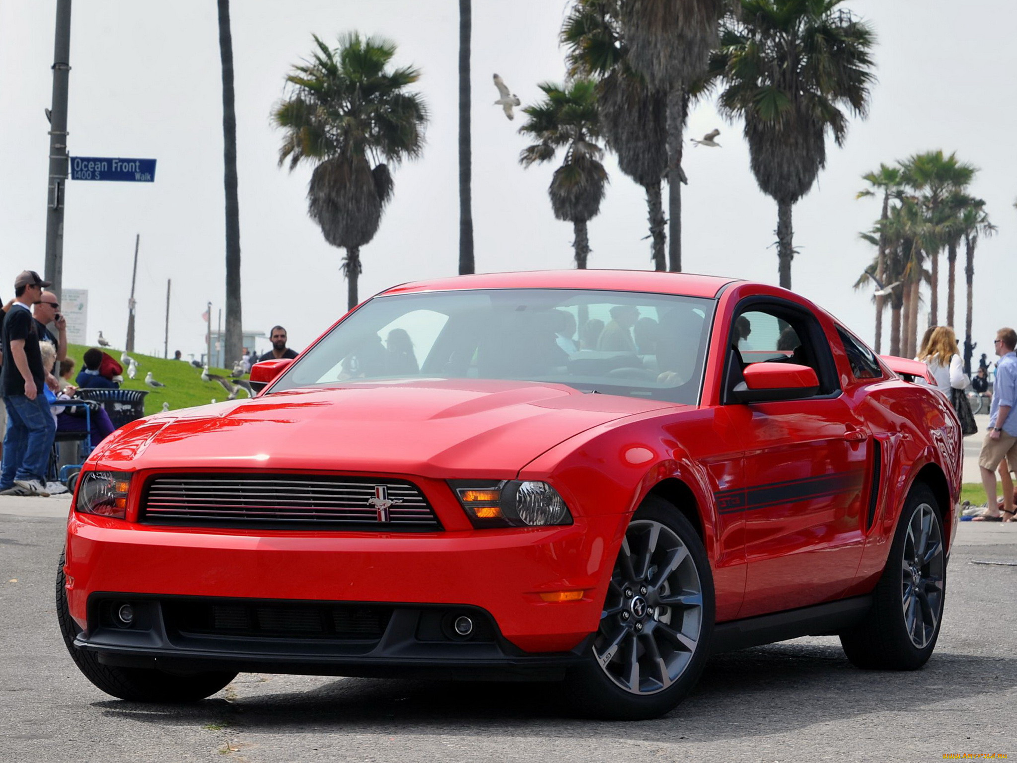 , mustang